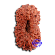 Load image into Gallery viewer, 19 Mukhi Indonesian Rudraksha - Bead 111