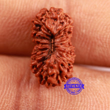 Load image into Gallery viewer, 19 Mukhi Indonesian Rudraksha - Bead 111