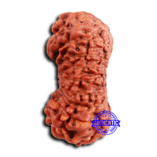 Load image into Gallery viewer, 19 Mukhi Indonesian Rudraksha - Bead 111