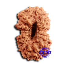 Load image into Gallery viewer, 19 Mukhi Indonesian Rudraksha - Bead 112