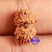 Load image into Gallery viewer, 19 Mukhi Indonesian Rudraksha - Bead 112