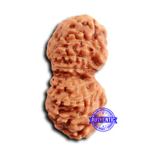 Load image into Gallery viewer, 19 Mukhi Indonesian Rudraksha - Bead 112