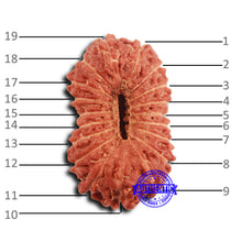 Load image into Gallery viewer, 19 Mukhi Indonesian Rudraksha - Bead 115