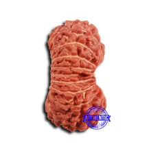 Load image into Gallery viewer, 19 Mukhi Indonesian Rudraksha - Bead 115