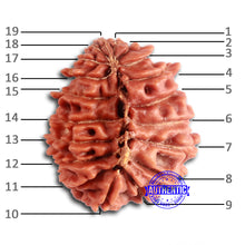 Load image into Gallery viewer, 19 Mukhi Nepalese Rudraksha - Bead 20