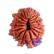 Load image into Gallery viewer, 19 Mukhi Nepalese Rudraksha - Bead 20