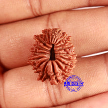 Load image into Gallery viewer, 19 Mukhi Nepalese Rudraksha - Bead 20