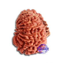 Load image into Gallery viewer, 19 Mukhi Nepalese Rudraksha - Bead 20