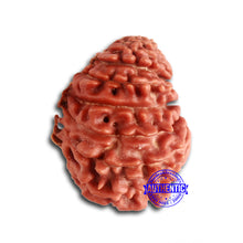 Load image into Gallery viewer, 19 Mukhi Nepalese Rudraksha - Bead 20
