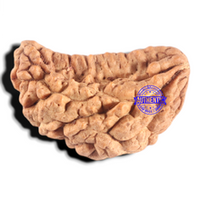 Load image into Gallery viewer, 1 Mukhi half moon shaped from India - Bead No. 357