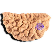Load image into Gallery viewer, 1 Mukhi half moon shaped from India - Bead No. 359
