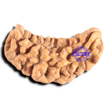 Load image into Gallery viewer, 1 Mukhi half moon shaped from India - Bead No. 361