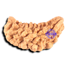 Load image into Gallery viewer, 1 Mukhi half moon shaped from India - Bead No. 363