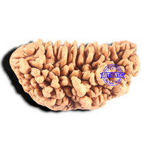 Load image into Gallery viewer, 1 Mukhi half moon shaped from India - Bead No. 367