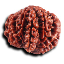 Load image into Gallery viewer, 1 Mukhi Savar Rudraksha from Nepal - Bead No. 82