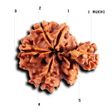 Load image into Gallery viewer, 1 Mukhi Savar Rudraksha from Nepal - Bead No. 83
