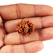 Load image into Gallery viewer, 1 Mukhi Savar Rudraksha from Nepal - Bead No. 83