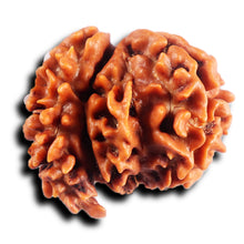 Load image into Gallery viewer, 1 Mukhi Savar Rudraksha from Nepal - Bead No. 83