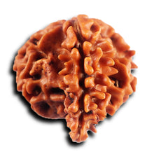 Load image into Gallery viewer, 1 Mukhi Savar Rudraksha from Nepal - Bead No. 83