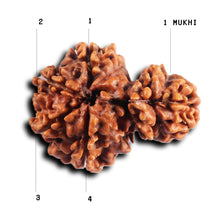Load image into Gallery viewer, 1 Mukhi Savar Rudraksha from Nepal - Bead No. 85