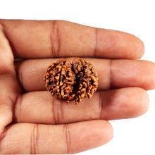 Load image into Gallery viewer, 1 Mukhi Savar Rudraksha from Nepal - Bead No. 85