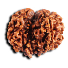 Load image into Gallery viewer, 1 Mukhi Savar Rudraksha from Nepal - Bead No. 85