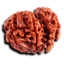 Load image into Gallery viewer, 1 Mukhi Savar Rudraksha from Nepal - Bead No. 86