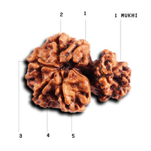 Load image into Gallery viewer, 1 Mukhi Savar Rudraksha from Nepal - Bead No. 87