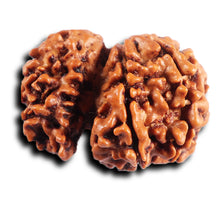 Load image into Gallery viewer, 1 Mukhi Savar Rudraksha from Nepal - Bead No. 87
