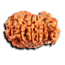 Load image into Gallery viewer, 1 Mukhi Savar Rudraksha from Nepal - Bead No. 88