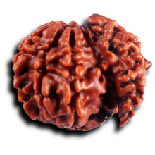 Load image into Gallery viewer, 1 Mukhi Savar Rudraksha from Nepal - Bead No.90