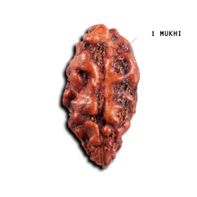 Load image into Gallery viewer, 1 Mukhi Rudraksha from Indonesia - Bead No.156