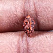 Load image into Gallery viewer, 1 Mukhi Rudraksha from Indonesia - Bead No.156