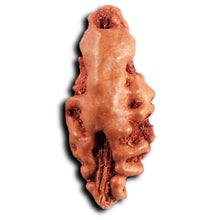Load image into Gallery viewer, 1 Mukhi Rudraksha from Indonesia - Bead No.157