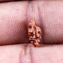 Load image into Gallery viewer, 1 Mukhi Rudraksha from Indonesia - Bead No.157