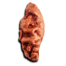 Load image into Gallery viewer, 1 Mukhi Rudraksha from Indonesia - Bead No.157