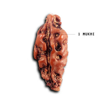 Load image into Gallery viewer, 1 Mukhi Rudraksha from Indonesia - Bead No.158