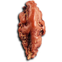 Load image into Gallery viewer, 1 Mukhi Rudraksha from Indonesia - Bead No.158