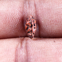Load image into Gallery viewer, 1 Mukhi Rudraksha from Indonesia - Bead No.158