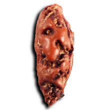 Load image into Gallery viewer, 1 Mukhi Rudraksha from Indonesia - Bead No.158