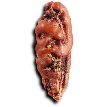 Load image into Gallery viewer, 1 Mukhi Rudraksha from Indonesia - Bead No.158