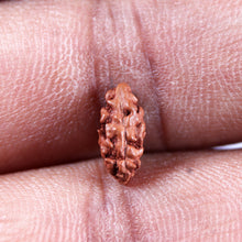 Load image into Gallery viewer, 1 Mukhi Rudraksha from Indonesia - Bead No.159