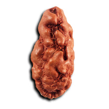 Load image into Gallery viewer, 1 Mukhi Rudraksha from Indonesia - Bead No.159