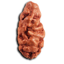 Load image into Gallery viewer, 1 Mukhi Rudraksha from Indonesia - Bead No.159
