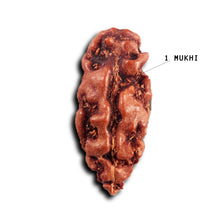 Load image into Gallery viewer, 1 Mukhi Rudraksha from Indonesia - Bead No.160