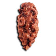 Load image into Gallery viewer, 1 Mukhi Rudraksha from Indonesia - Bead No.160