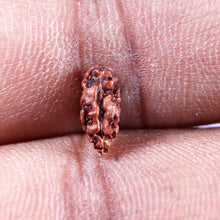 Load image into Gallery viewer, 1 Mukhi Rudraksha from Indonesia - Bead No.160