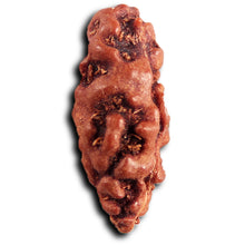Load image into Gallery viewer, 1 Mukhi Rudraksha from Indonesia - Bead No.160