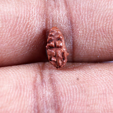 Load image into Gallery viewer, 1 Mukhi Rudraksha from Indonesia - Bead No.161