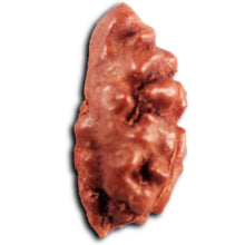 Load image into Gallery viewer, 1 Mukhi Rudraksha from Indonesia - Bead No.161